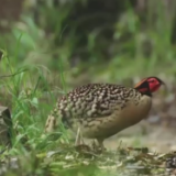 江河奔腾看中国丨探秘闽江之源 珍稀动植物数不胜数 