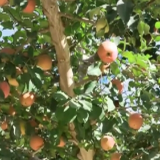 新疆 在希望的田野上 从荒漠到果园 柯柯牙苹果再迎丰收