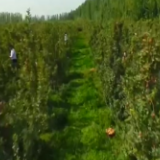 新疆柯柯牙 防治荒漠化与干旱 共建绿色家园 30年努力 从黄沙遍地到瓜果飘香