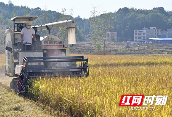 隆回再生稻两季平均亩产1378.67公斤 创湖南省高产纪录