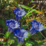 行走山水间——自然家园 四季皆美 云南迪庆：白马雪山 秋日童话