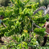 全球连线 | 非洲精油“飘香”中国