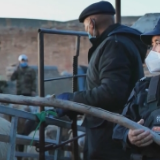 新疆塔城15.2万头牲畜搭上“专车”去过冬