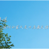 世界瞩目！中国将在深圳建立“国际红树林中心”