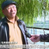 候鸟迁徙过境江苏 好生态引来众鸟栖息