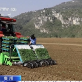 提高机械化栽种率 助力油菜种植高效完成
