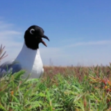 卫星视角“瞰”湿地 120秒领略中国湿地之美