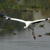 西溪湿地:万类霜天竞自由