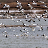 山西加强监测守护候鸟安全迁徙