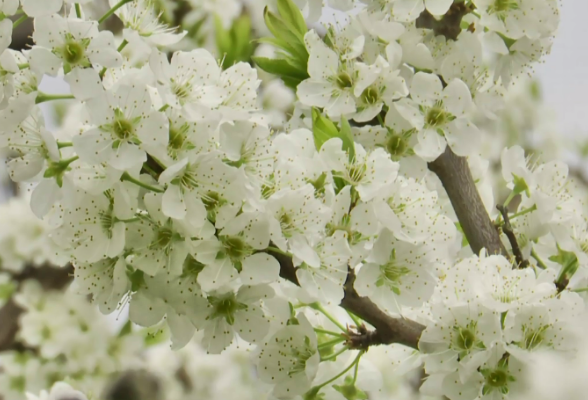 春日“雪”景 靖州2000亩李花迎春绽放