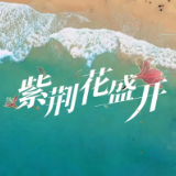 《紫荆花盛开》MV上线！一起祝福香港如紫荆花般绽放