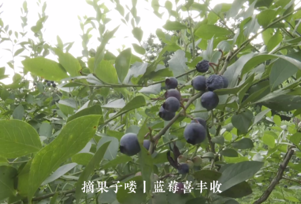摘果子喽丨蓝莓喜丰收 游客乐采摘