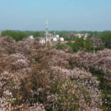 走进县城看发展丨琴声悠扬 “桐”奏幸福乐章