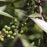 在希望的田野上 | 青花椒飘香迎丰收 农户安家致富奔小康