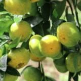 在希望的田野上 | 蜜桔压枝果飘香 又是一年丰收时