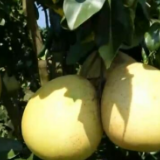 在希望的田野上 | 特派员送技下乡 科技助力乡村振兴