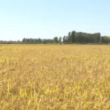 在希望的田野上 | 察布查尔早熟水稻开镰收割 技术推广助增产