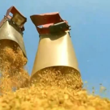 在希望的田野上 | 秋粮零星上市 收购工作陆续展开