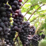 在希望的田野上 | 清新果香扑鼻来 千亩葡萄成农户增收“金果果”