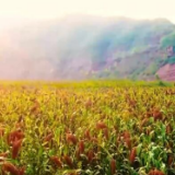 在希望的田野上 | 万亩高粱喜获丰收 助力乡村振兴