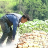 在希望的田野上 | “藕”遇丰收季 农户采摘忙