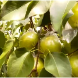 在希望的田野上 | 黄土高原飘果香 万亩青梨迎丰收