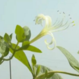 在希望的田野上 | 金银花开“金银”来 农户增收笑开颜