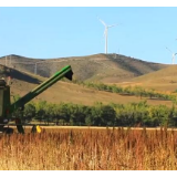 在希望的田野上 | 万亩藜麦丰收 秋日沃野飘香