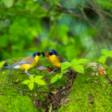 新闻多一点 | 失而复现的蓝冠噪鹛