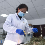 强信心·劳动者之歌丨林业专家张锦梅：在青藏高原建设“绿色长城”