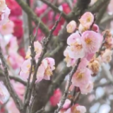 花开中国 生机盎然