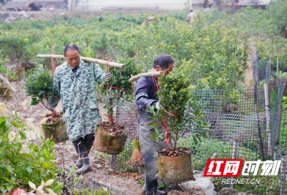 大展宏“兔”开工忙丨产业旺 百姓富 靖州杨梅苗成市场“宠儿”