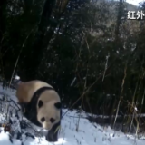 四川瓦屋山半个月内拍到三只野生大熊猫活动珍贵视频