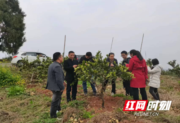 保靖：为民服务 指导柑橘生产