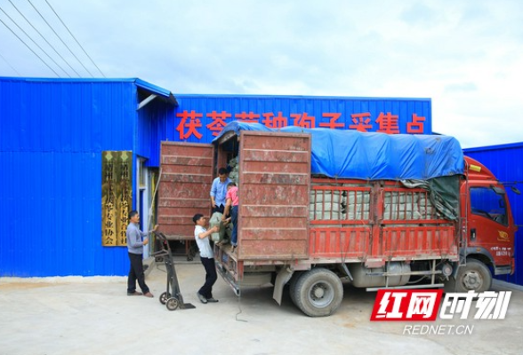 乡村振兴路丨靖州：“九大体系”建设酣 茯苓菌种销售旺 