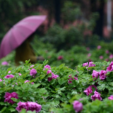 雨润春色