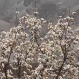 春风吹暖春经济 | 花开飘香引客来 农民致富增渠道