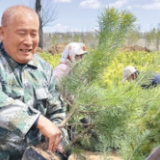 种下万亩林 为大地披绿