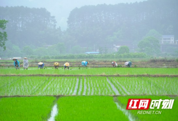 “湘”村振兴新图景丨靖州：乐群村里农事乐 杂交水稻制种插秧忙