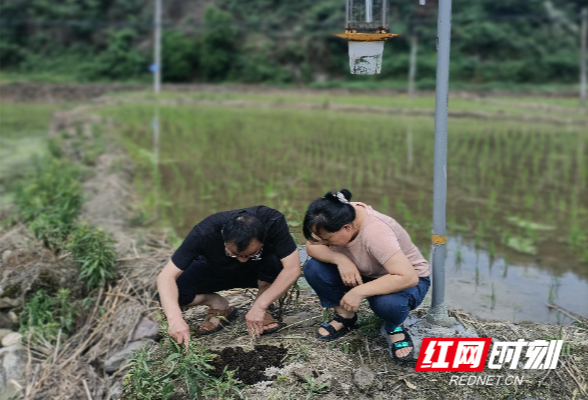 保靖县农业农村局“为民服务” 现场调查农作物病虫害情况