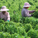 夏至前的田野