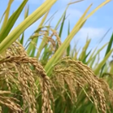 新品种、新技术助力早稻增产 多举措保障粮食颗粒归仓