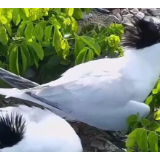 生态保护工作见成效 福建连江观测到世界珍稀候鸟且数量创新高