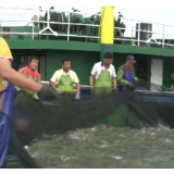 数据里看见发展 我国已初步建立水产种业体系