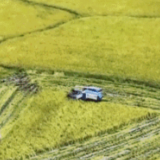 全国早稻收获过一成半 进度快于上年