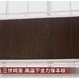 高温下全力保丰收 数字化技术为农作物防暑降温