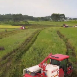 玉林百万亩早稻成熟好“丰”景 机械化助力粮满仓