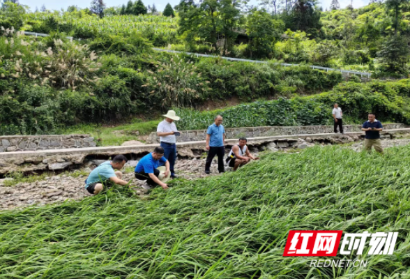 保靖县农业农村局：全力做好灾后农业生产指导