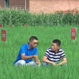 持续降雨诱发病虫害多发 农技人员现场“把脉”支招
