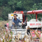 提质降本促增收——四川粮食生产大县秋收见闻